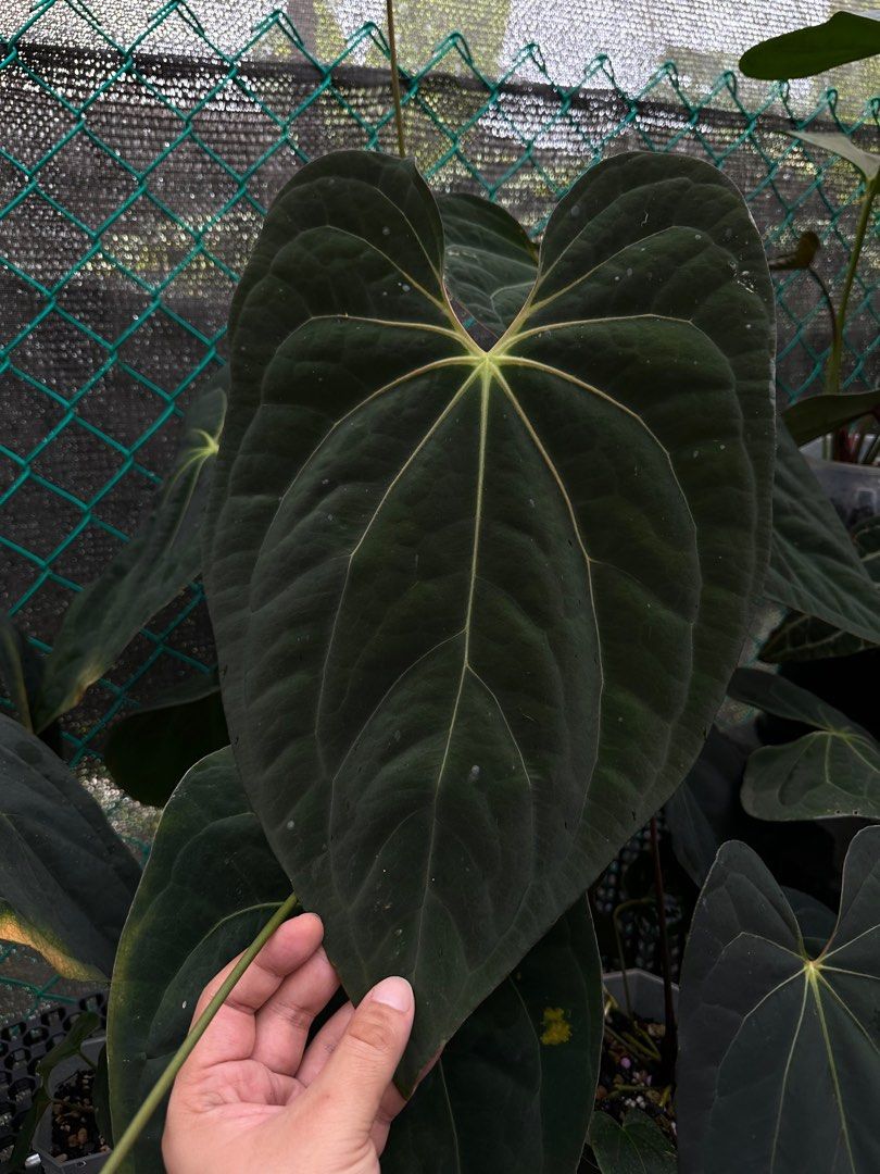 Anthurium papillilaminum ('Marshellini' x 'Dadbod') x 'RA8' main image 1