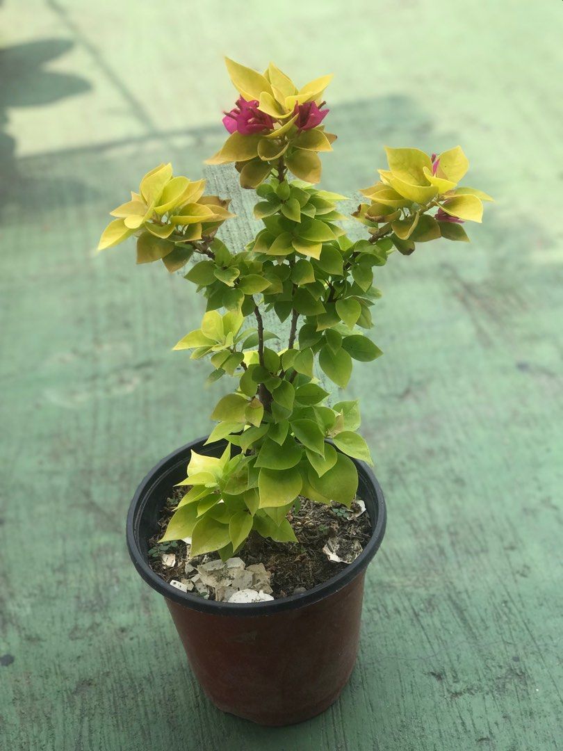 Bougainvillea Moonlight Jewel, Furniture & Home Living, Gardening