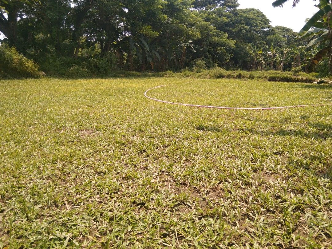 Carabao grass, Frog Grass and blue grass, Furniture & Home Living ...