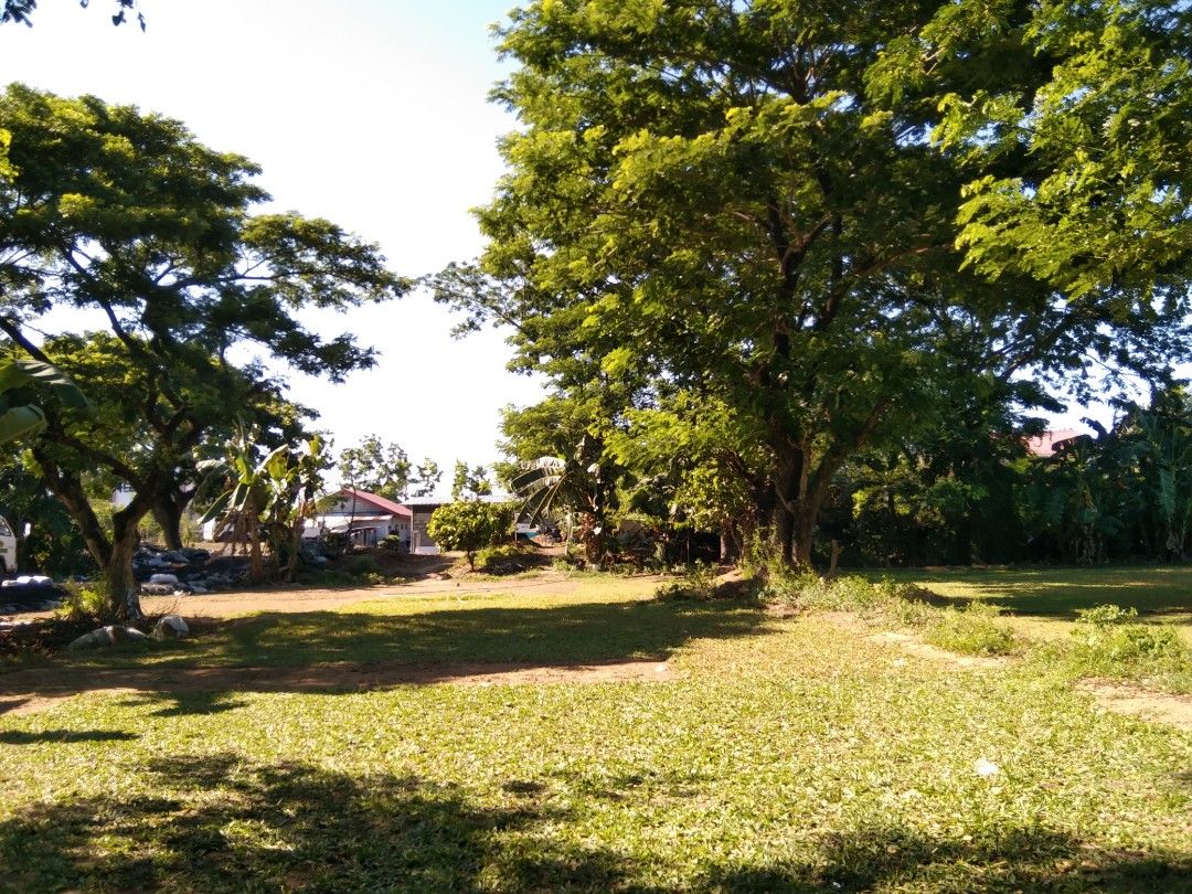 Carabao grass, Frog Grass and blue grass, Furniture & Home Living ...