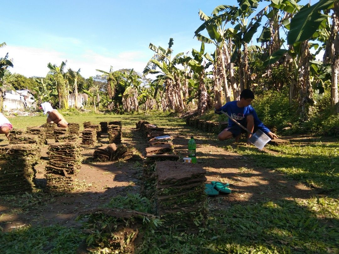 Carabao grass, Frog Grass and blue grass, Furniture & Home Living ...
