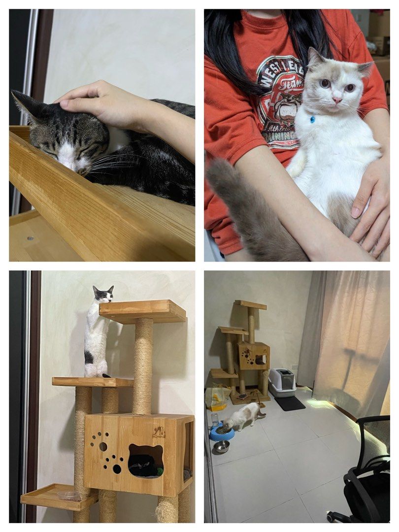 The scratching cheap post cat hotel