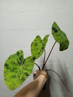 Colocasia mojito Colocasia coffee cup / Colocasia nebula / Colocasia black magic / Colocasia midnight bride / Colocasia  anubis / aloha / colocasia Nancy's revenge nancy revenge / black beauty small house plants home garden home gardening plant