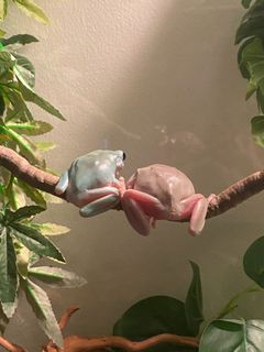(Category: ) located in . Submitted by jadeyfroggy (Listing ID 1233681649, Image 1). Description: .