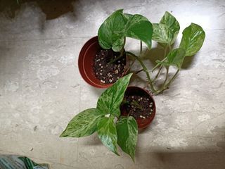 Epipremnum aureum ' Marble Queen ' marble queen pothos plant in small pot with with new shoot money plant