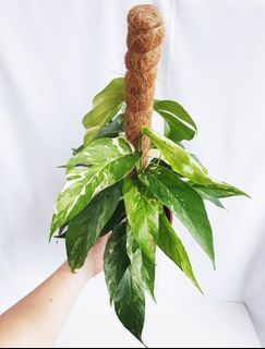 Epipremnum Pinnatum Albo