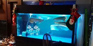 (Category: ) located in . Submitted by evangeline29 (Listing ID 1233680928, Image 1). Description: .