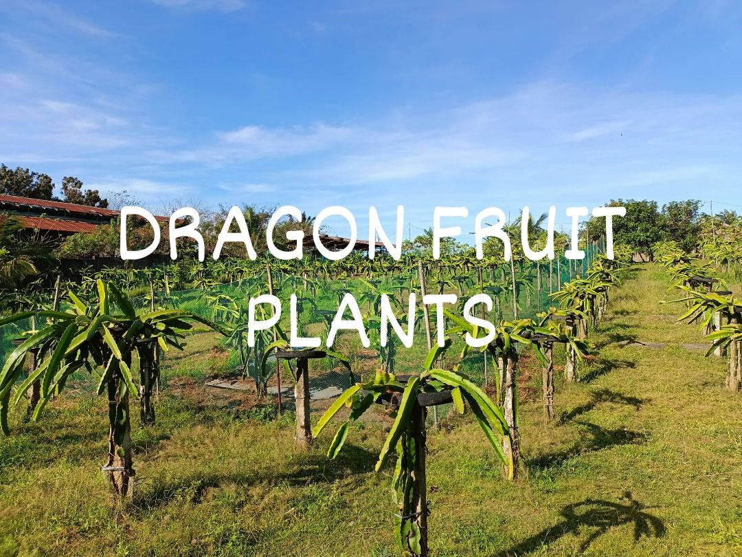 Lemery Batangas near Tagaytay City Residential/ Farm lot with concrete