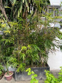 Thai Bamboo Planter Set