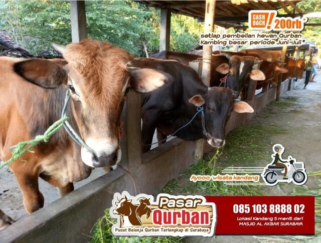 Wa 0851 0388 8802 Harga Sapi Bali Qurban 2023, Perlengkapan Hewan ...