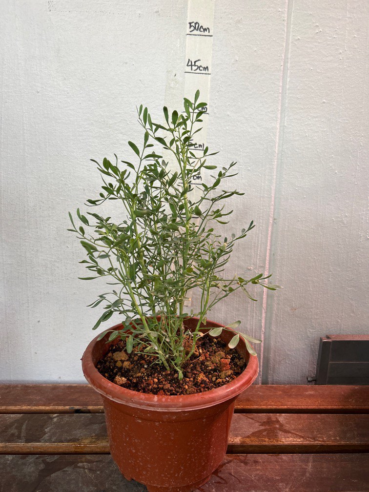 Red Ruta Plant Arruda/Ruta/Common Rue (Herbs) Plant, Furniture & Home Living ...