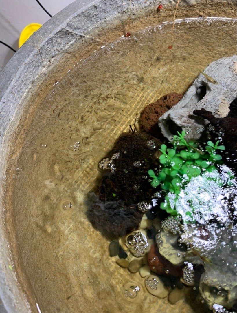 Cement Fish Pot with accessories, Pet Supplies, Homes & Other Pet ...