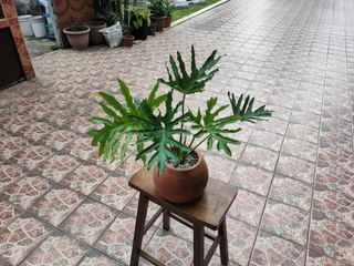 Selloum Indoor Plant with Pot