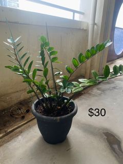 (Category: ) located in . Submitted by southaven (Listing ID 1233801933, Image 1). Description: .