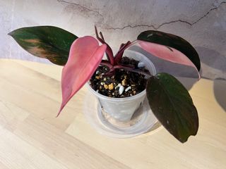（分類：）位於 。 由 Not.For.Sale 提交（商品編號 1233923360，圖片 1）。簡介： 。