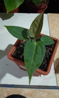 Anthurium fosheram