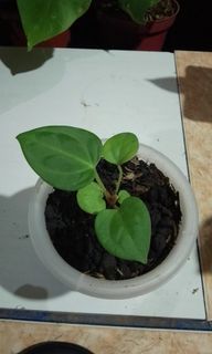 Anthurium Papillilaminum x Luxu