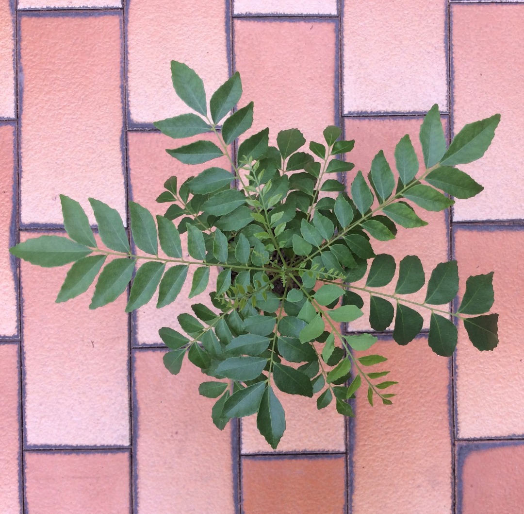 Curry Leaf Plant Edible plant, Furniture & Home Living, Gardening