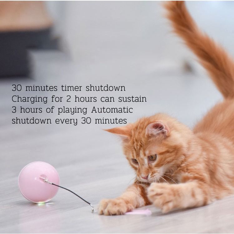 Interactive cat toys with timers top