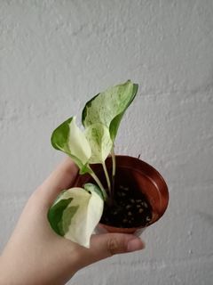 Pot 5 Epipremnum manjula pothos plant cuttings / indoor house plants / money plant / home garden / gardening tools