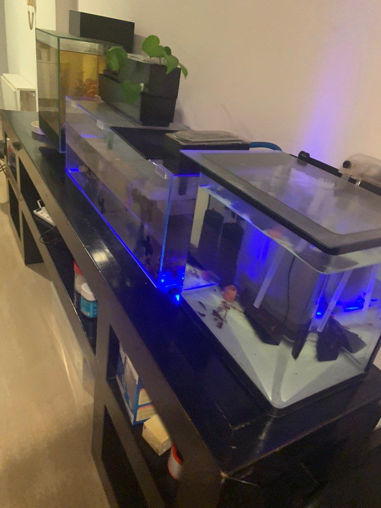 Aquariums 3 feet, 15 in & 17 inch tanks, Pet Supplies, Homes & Other ...