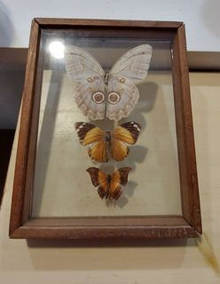 (Category: ) located in . Submitted by beatrixpotter (Listing ID 1234213482, Image 1). Description: .