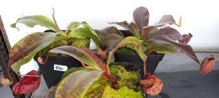 (Category: ) located in . Submitted by sgkillerplants (Listing ID 1234089848, Image 1). Description: .