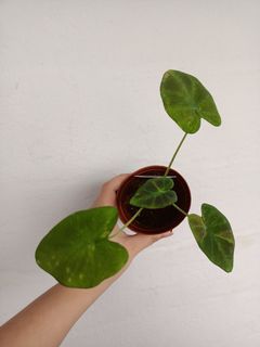 Colocasia midnight bride/ Colocasia coffee cup / Colocasia nebula / Colocasia black magic / Colocasia mojito / Colocasia  anubis / aloha / colocasia Nancy's revenge nancy revenge / black beauty small house plants home garden home gardening plant