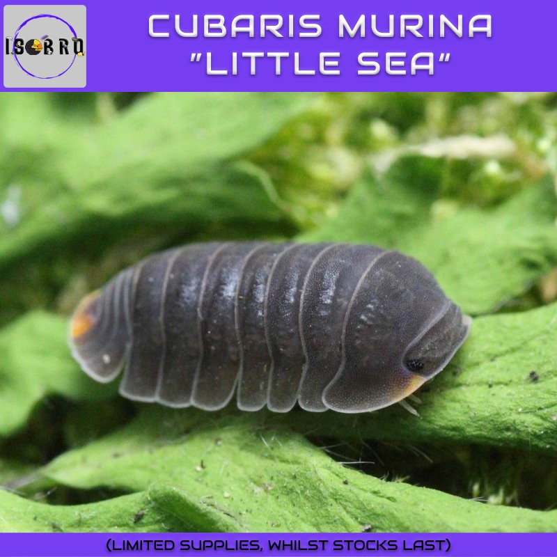 Cubaris Murina Little Sea Isopod — (Min 10pcs Frozen Pet Food Feeder ...