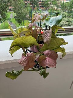 Lovely Pink Syngonium（fast deal）