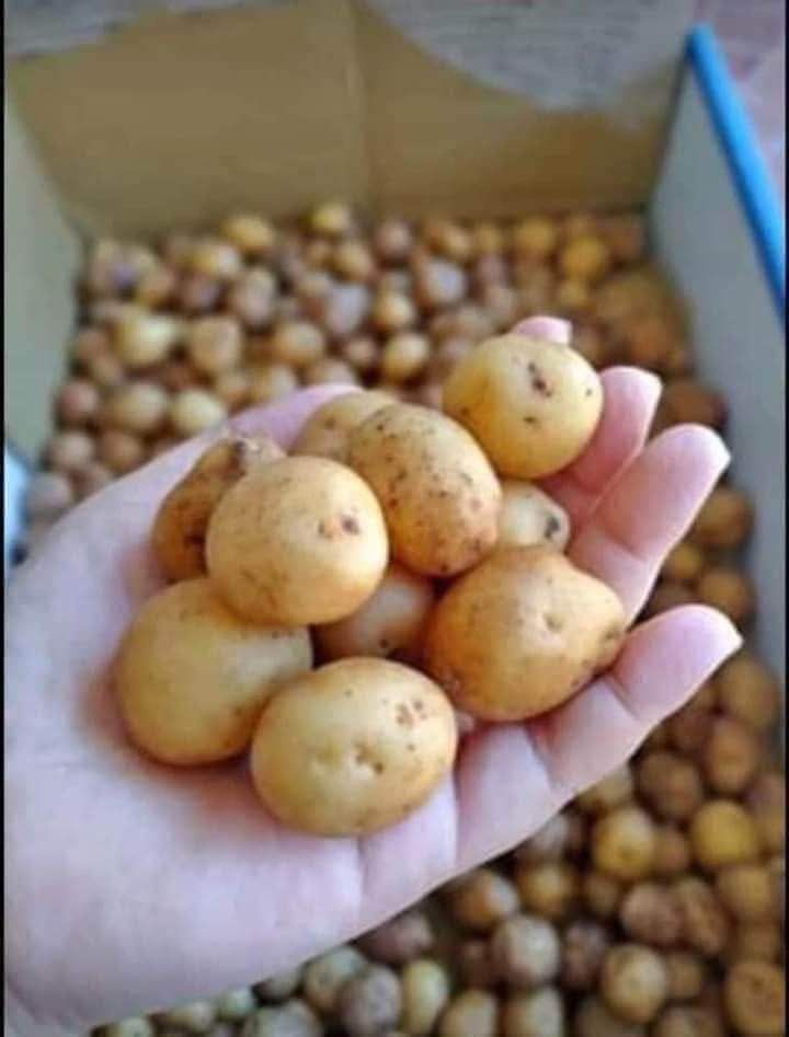 Marble Potato (Category: Fresh Produce) located in Imus. Submitted by foodhaveit24 (Listing ID 1234068911, Image 1). Description: MARBLED POTATO Class A ₱100 .00 per kilo Tues/Friday Cut Off Wed/Sat Arrival.