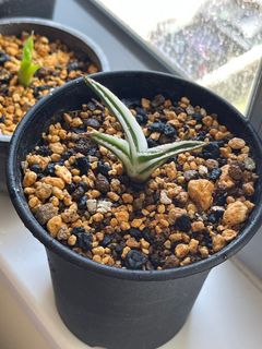 （分類：）位於 。 由 frankiefion 提交（商品編號 1234302628，圖片 1）。簡介： 。