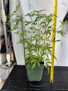 （分類：）位於 。 由 the_green_rooftop 提交（商品編號 1234340958，圖片 1）。簡介： 。