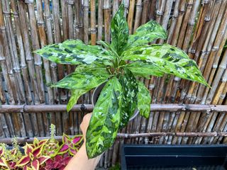 （分類：）位於 。 由 naturehk 提交（商品編號 1234400456，圖片 1）。簡介： 。