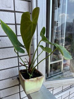 （分類：）位於 。 由 sandrakamtsim 提交（商品編號 1234301813，圖片 1）。簡介： 。