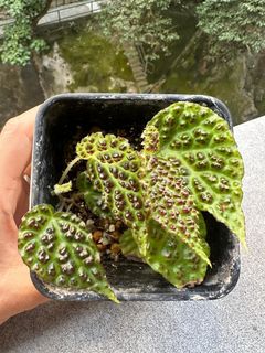 （分類：）位於 。 由 tom47 提交（商品編號 1234289806，圖片 1）。簡介： 。