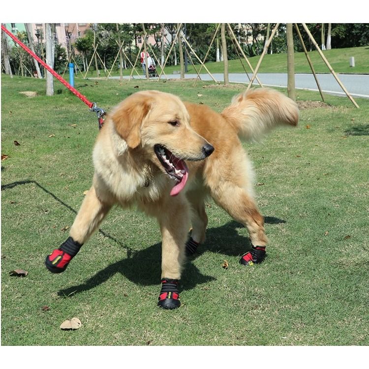Golden retriever rain boots deals