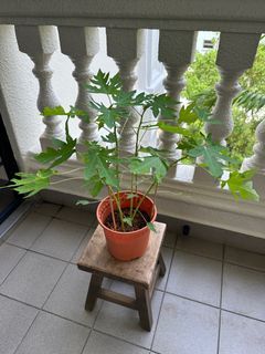 Papaya Plant 3 (Chiang Mai Seedling)