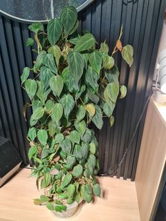 (Category: ) located in . Submitted by backyardgardener (Listing ID 1234303527, Image 1). Description: .