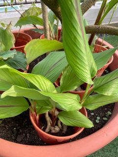 Purple turmeric