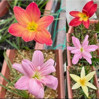 Rain lily bulbs