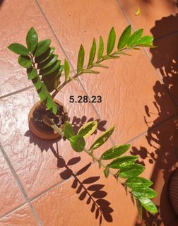 Variegated Zz Plant