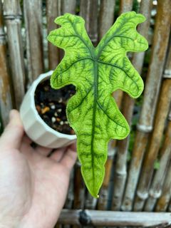 （分類：）位於 。 由 naturehk 提交（商品編號 1234452098，圖片 1）。簡介： 。