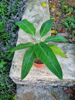 New PLANT  Collection item 3