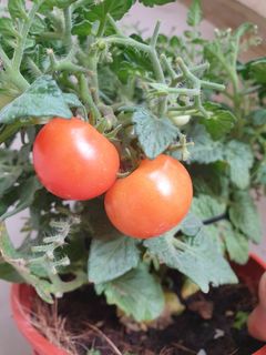 New PLANT  Collection item 2