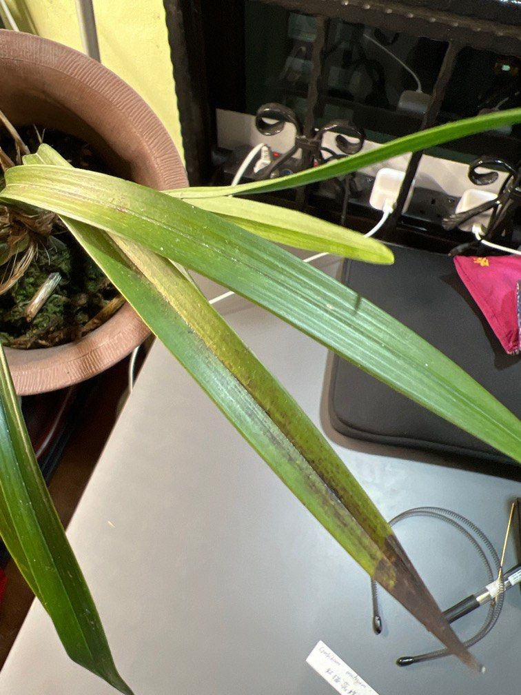 Cymbidium ensifolium, Furniture & Home Living, Gardening, Plants