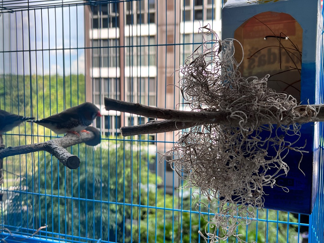 Dried Spanish moss for sale! Great for birds nest ( airplant Tillandsia