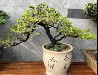 (Category: ) located in . Submitted by bonsai_b (Listing ID 1234530999, Image 1). Description: .