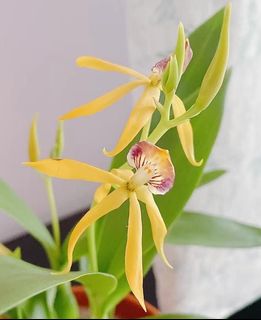 (Category: ) located in . Submitted by hortiplace (Listing ID 1234446921, Image 1). Description: .