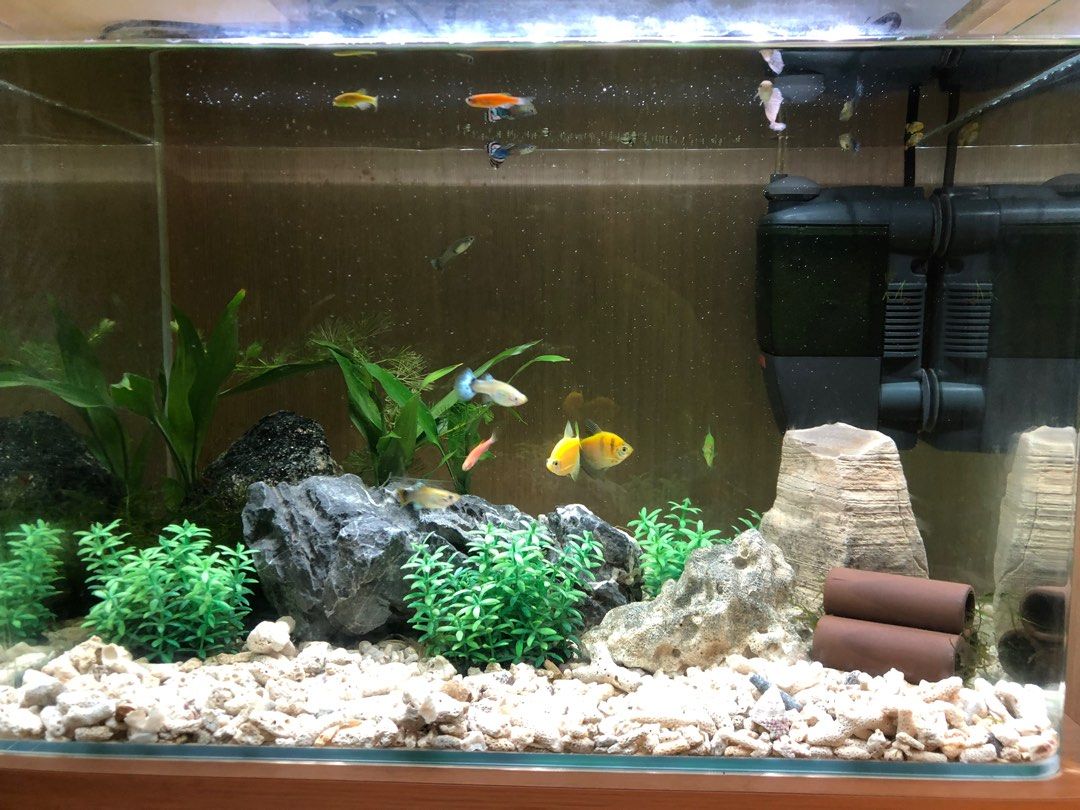 Eheim shop fish tanks